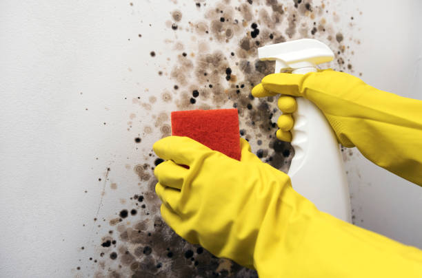 Best Mold Testing and Inspection Services in Brookhaven, PA